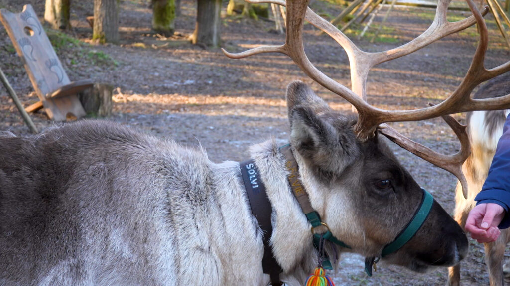 Lizenz zum Rentierführen