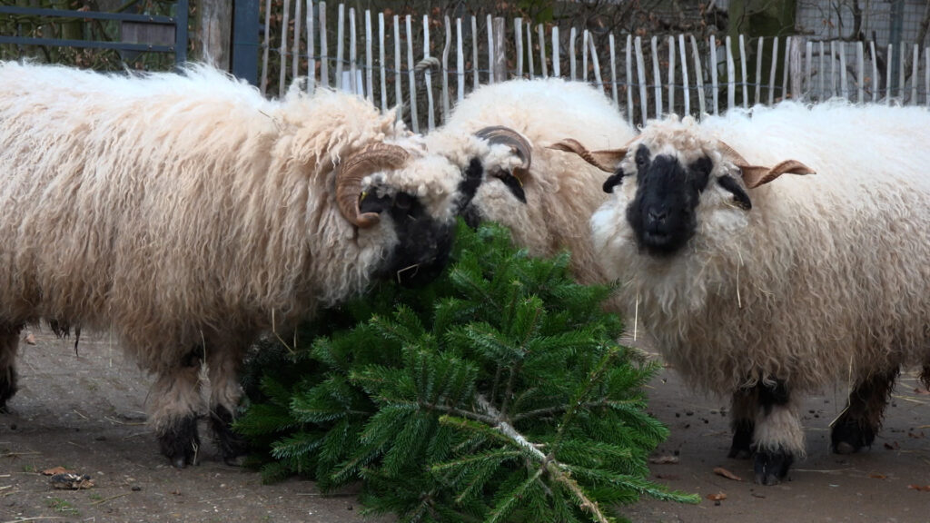 Futter-Überraschung im Zoo Vivarium Darmstadt