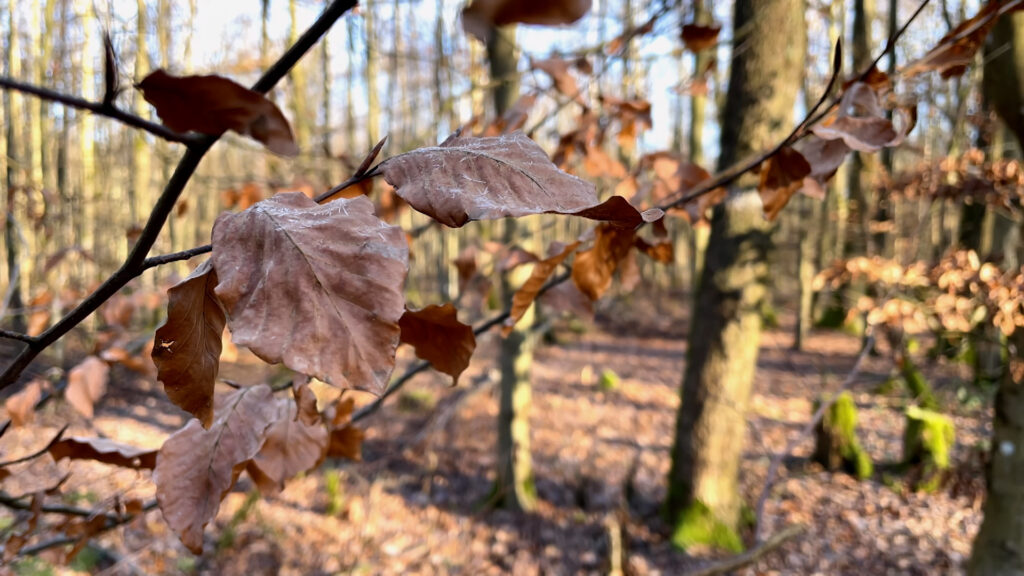 Forschungsprogramm Klimawald 2100