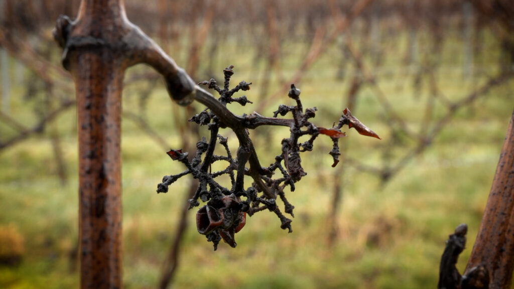Viele Sorgen bei Winzern