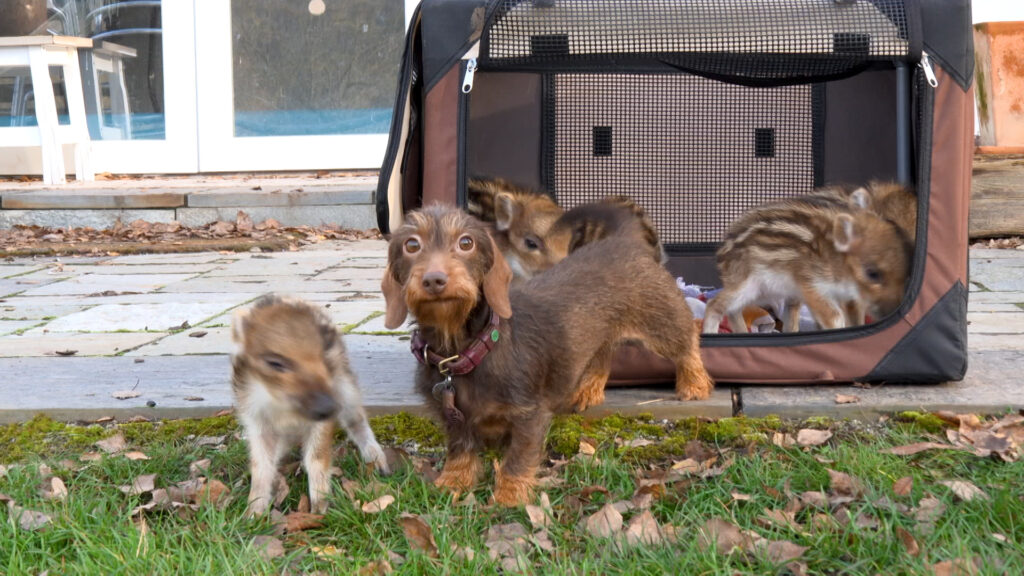 Dackel zieht Frischlinge in Wanfried groß