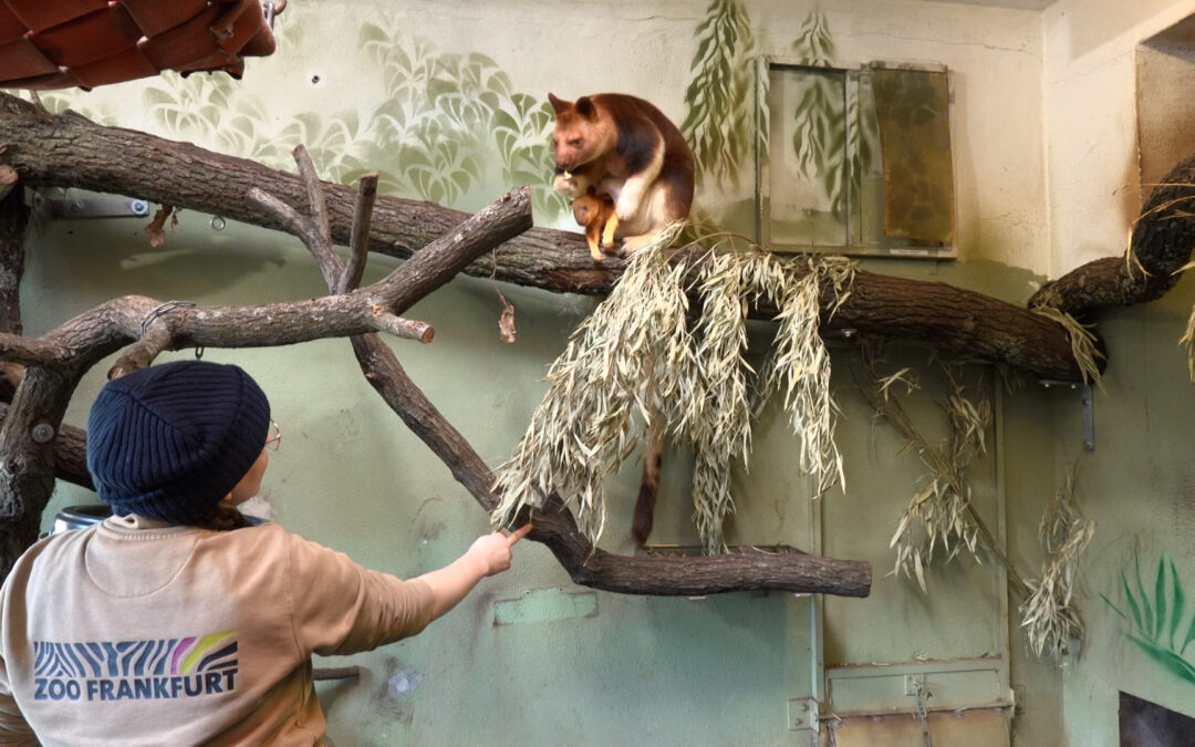 Känguru-Nachwuchs im Frankfurter Zoo