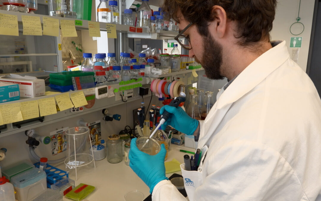 Ersatz für Palmöl gesucht