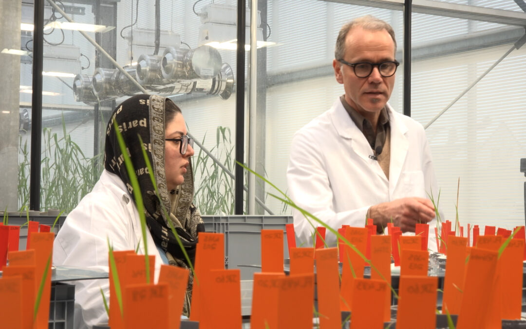 Gießener Forscher züchten ozonresistenten Reis