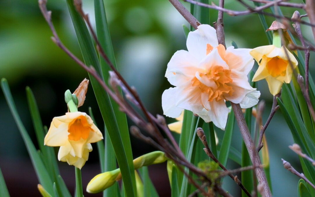 Frühlingsblumen im Palmengarten