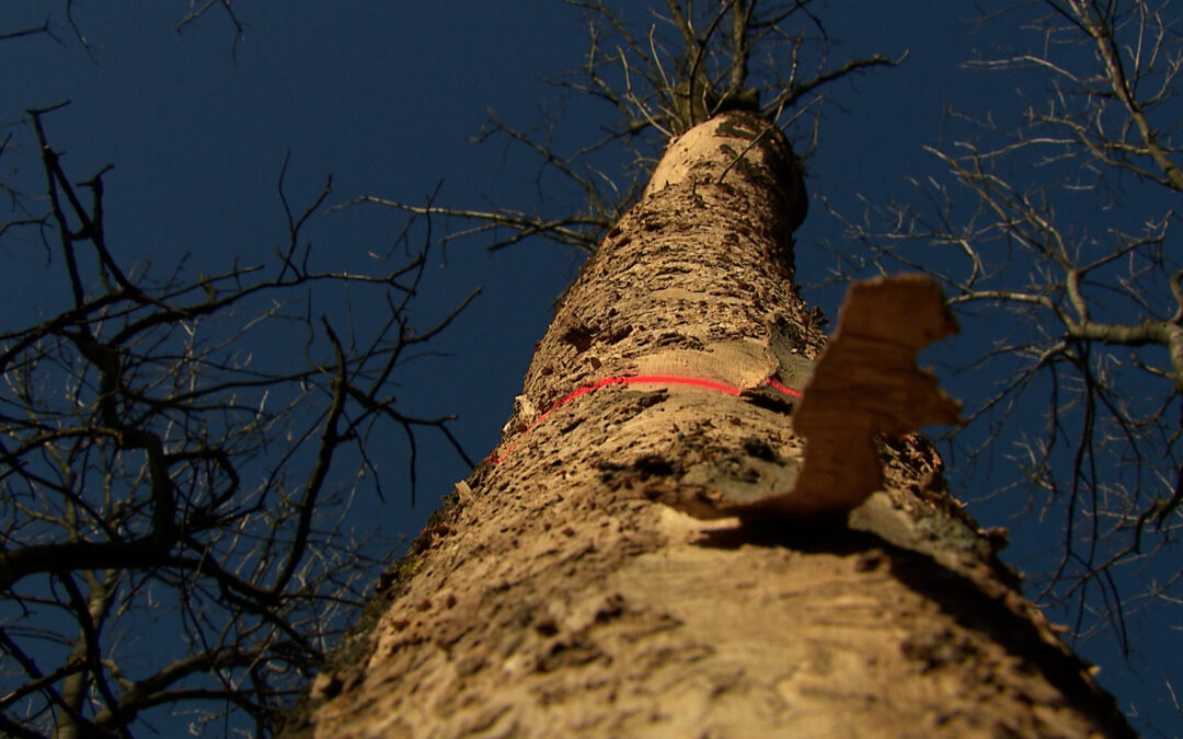 Pilze gegen Eschensterben