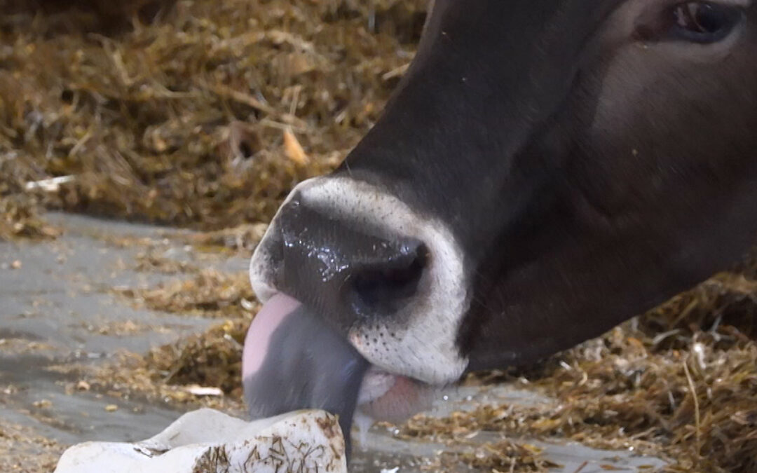Blauzungenkrankheit sorgt für Sperrzone