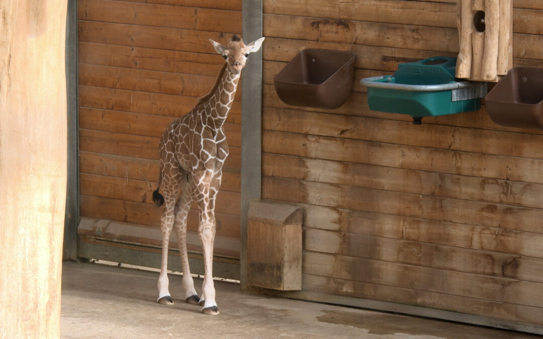 Seltenes Netzgiraffen-Baby „Mumbi“ im Opelzoo geboren