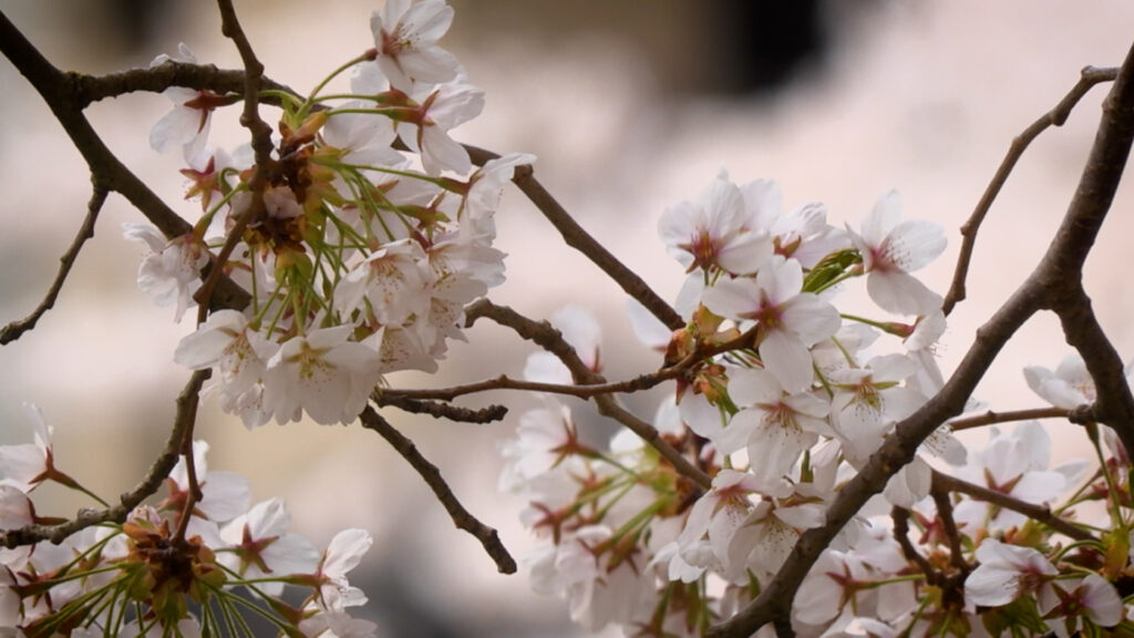 Kirschblüte im Japanischen Garten